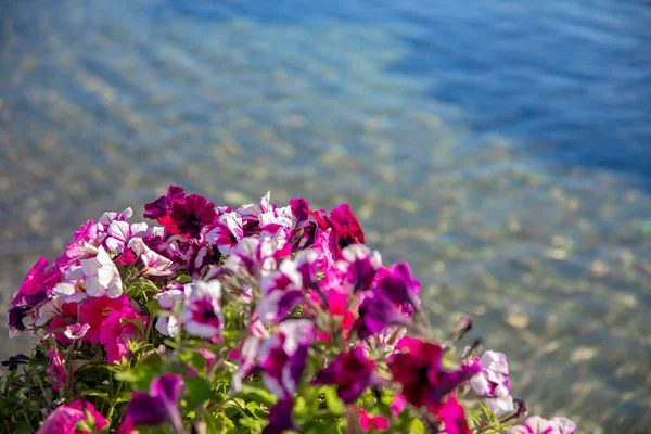 Vista Del Ristorante Pesce Caffè Fiori Bougainvillea Sulla Spiaggia Bodrum — Foto Stock