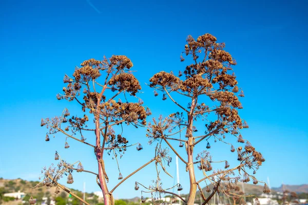 Planta Seca Ferula Communis Árbol Hinojo Cielo Azul — Foto de Stock