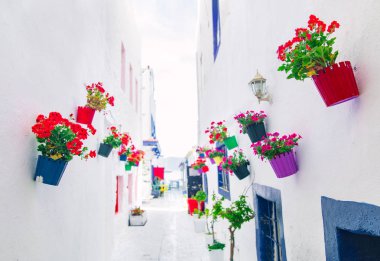 Bodrum'da beyaz sokak ve çiçeklerin manzarası. Bodrum sahilinde Ege tarzı renkli sokak, duvar, ev ve çiçekler.