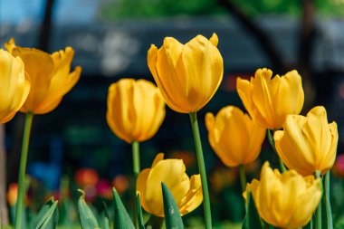 İstanbul, Türkiye'de tarlada güzel sarı lalelerle baharın arka planı