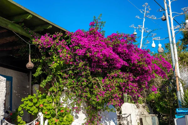 Kilátás Hal Étterem Vagy Kávézó Valamint Bougainvillea Virágok Bodrum Strandon — Stock Fotó