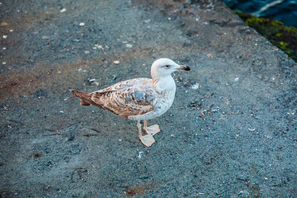 Seagull Looking Food Dock Ocean Shore Sunny Day — Stock Photo, Image