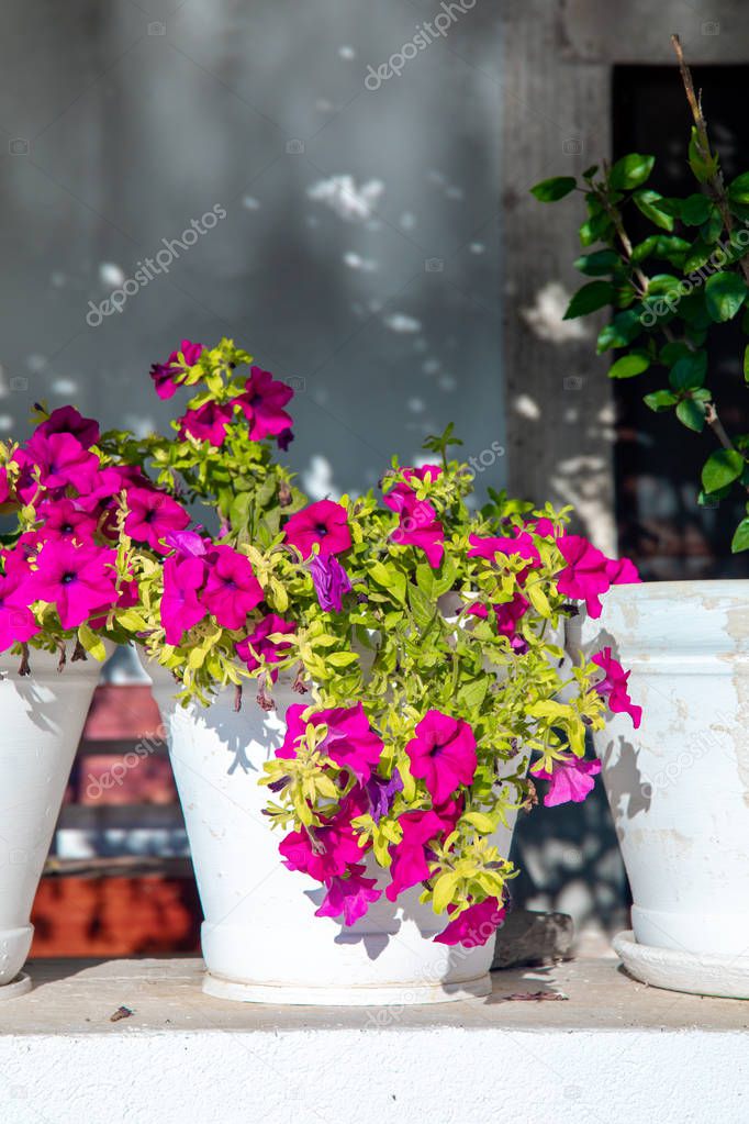 View of fish restaurant or cafe and bougainvillea flowers on Bodrum beach in Gumusluk, Bodrum city of Turkey. Aegean seaside style colorful chairs,houses, marina, sailing boats, yachts, tables and flowers in Bodrum town near beautiful Aegean Sea.