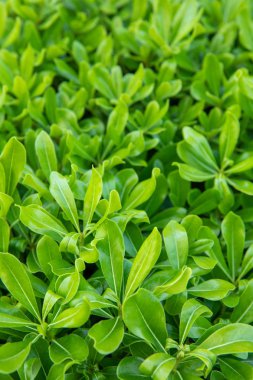 Schefflera Bitki Yaprağı ile Doğal Yeşil Arka Plan. Bahar arka plan konsept görüntüsü.