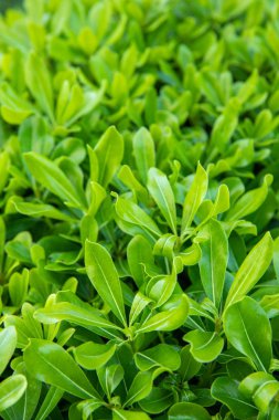 Schefflera Bitki Yaprağı ile Doğal Yeşil Arka Plan. Bahar arka plan konsept görüntüsü.