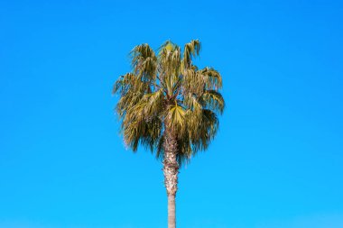 Palmiye Ağacı mavi gökyüzü önünde rüzgarda sallanan yaprakları.