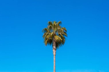 Palmiye Ağacı mavi gökyüzü önünde rüzgarda sallanan yaprakları.