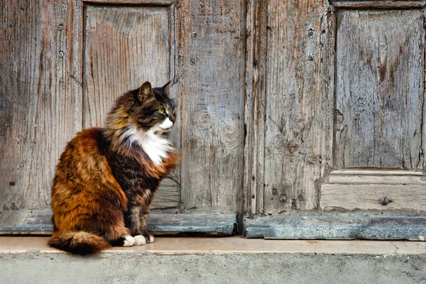 Stanbul Türkiye Eski Ahşap Kapının Önünde Oturan Sevimli Güzel Kedi — Stok fotoğraf