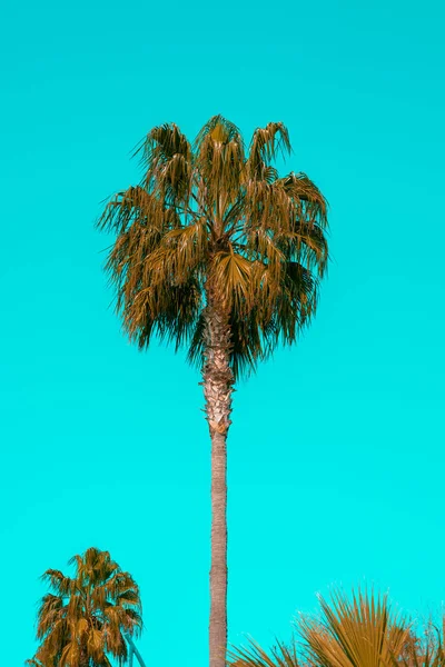 Palmera Hojas Balanceándose Viento Frente Del Cielo Azul — Foto de Stock