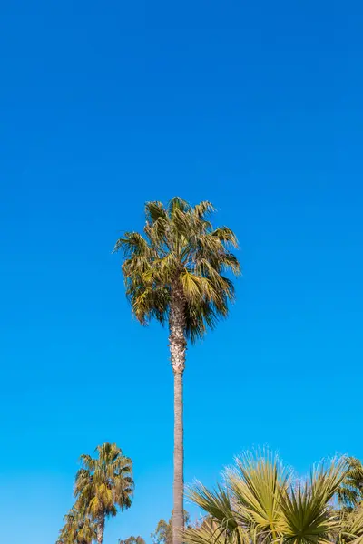 Palmera Hojas Balanceándose Viento Frente Del Cielo Azul — Foto de Stock