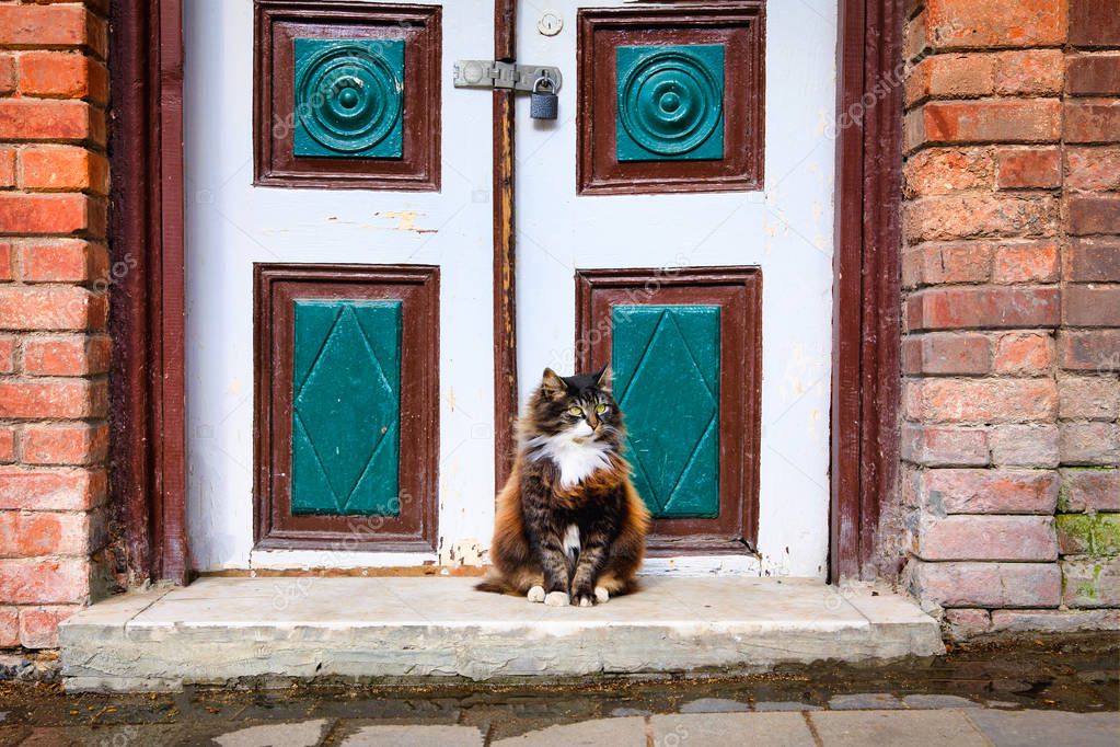 Cute and beautiful cat sitting in front of the old wooden door on Istanbul, Turkey. 