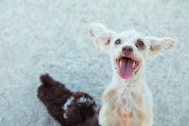 Mutlu ve sevimli köpek ayakta ve dışarıda oynuyor. Güzel evcil hayvan veya köpek dışında
