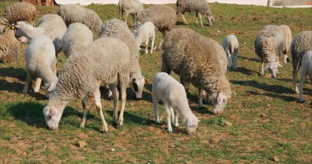 Kudde Kudde Schapen Lammeren Die Grazen Weide Gras Eten Landelijk — Stockvideo