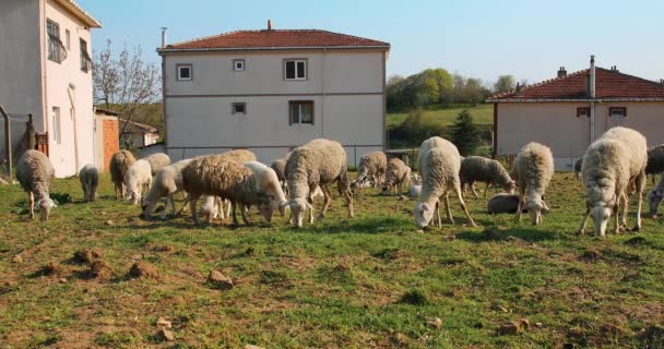Flock or herd of Sheep and lambs grazing in meadow and eating grass at rural area or village.