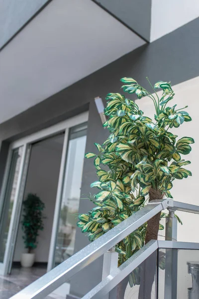 Green Plant at the entrance of the apartment on the stairs in front of the entrance door