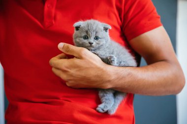 Bebek İskoç kıvrımgri kedi yavrusu tutan genç adam. Sevimli, güzel ve kabarık gri İskoç kat kedi Portresi. 