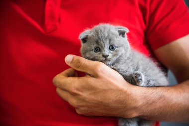 Bebek İskoç kıvrımgri kedi yavrusu tutan genç adam. Sevimli, güzel ve kabarık gri İskoç kat kedi Portresi. 
