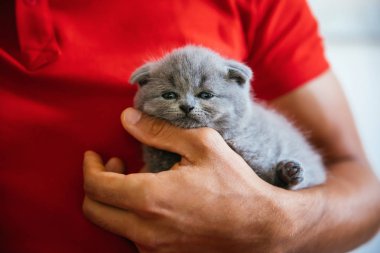Bebek İskoç kıvrımgri kedi yavrusu tutan genç adam. Sevimli, güzel ve kabarık gri İskoç kat kedi Portresi. 