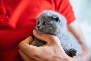 Bebek İskoç kıvrımgri kedi yavrusu tutan genç adam. Sevimli, güzel ve kabarık gri İskoç kat kedi Portresi. 