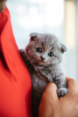 Bebek İskoç kıvrımgri kedi yavrusu tutan genç adam. Sevimli, güzel ve kabarık gri İskoç kat kedi Portresi. 