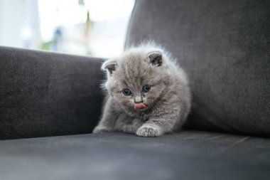 Bebek İskoç kıvrım gri kedi yavrusu. Sevimli, güzel, tatlı ve kabarık gri İskoç kat kedi Portresi. 