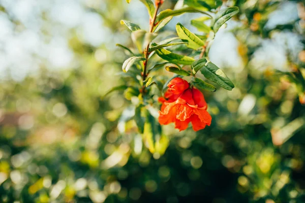 橙色和成熟的石榴果实挂在树枝上 枝与石榴花或花 挂在树枝上的红色 橙色和成熟的石榴果实 — 图库照片