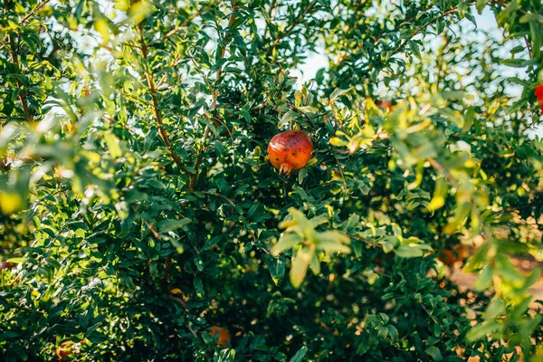 Red, orange and ripe pomegranate fruits hanging on tree branch. Branch with pomegranate blossoms or flowers. Red, orange and ripe pomegranate fruits hanging on tree branch.