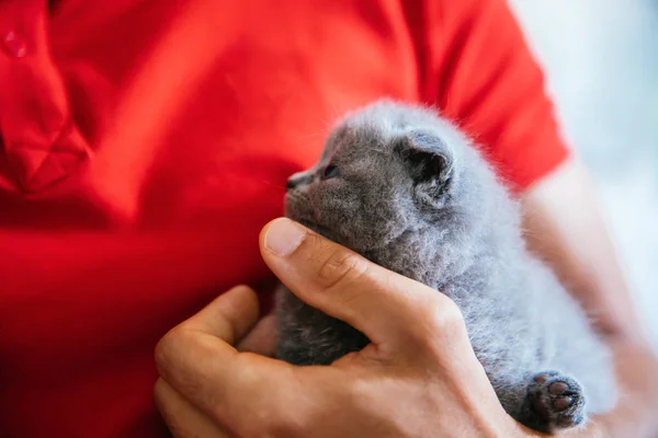 Young Man Holding Baby Scottish Fold Gray Kitten Portrait Cute — Stock Photo, Image