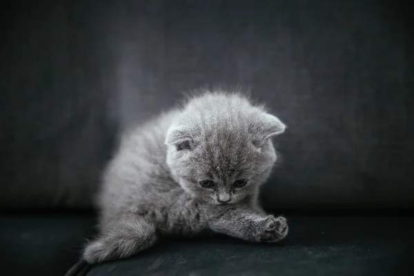 赤ちゃんスコットランド折り灰色の子猫 かわいい 美しい 甘くてふわふわのグレーのスコットランドの折り畳み猫の肖像画 — ストック写真