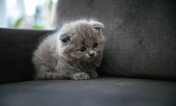 Bebê Escocês Dobrar Gatinho Cinza Retrato Bonito Bonito Doce Fofo — Fotografia de Stock