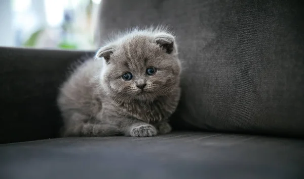 Baby Scottish Fold Gray Kitten Portrait Cute Beautiful Sweet Fluffy — Stock Photo, Image
