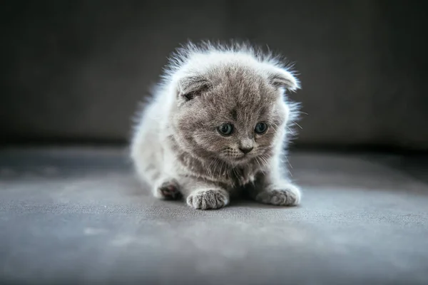 Baby scottish fold gray kitten. Portrait of a Cute, beautiful, sweet and fluffy grey scottish fold cat.
