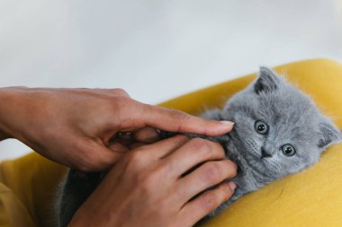 Sevimli Hayvan Portresi. Güzel ve kabarık gri İskoç kat kedi. Genç kadın bebek İskoç kat gri kedi yavrusu oynuyor.