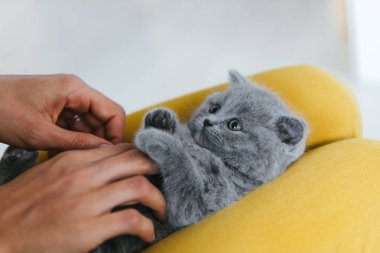 Sevimli Hayvan Portresi. Güzel ve kabarık gri İskoç kat kedi. Genç kadın bebek İskoç kat gri kedi yavrusu oynuyor.