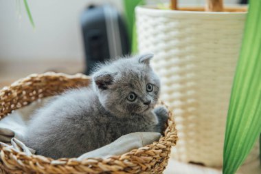 Sevimli Hayvan Portresi. Güzel ve kabarık gri İskoç kat kedi. Bebek İskoç kıvrım gri kedi yavrusu. Bebek hayvan
