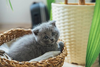 Sevimli Hayvan Portresi. Güzel ve kabarık gri İskoç kat kedi. Bebek İskoç kıvrım gri kedi yavrusu. Bebek hayvan
