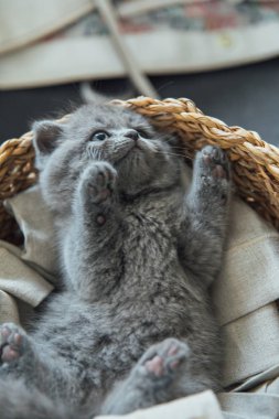 Sevimli Hayvan Portresi. Güzel ve kabarık gri İskoç kat kedi. Bebek İskoç kıvrım gri kedi yavrusu. Bebek hayvan