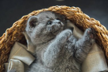 Sevimli Hayvan Portresi. Güzel ve kabarık gri İskoç kat kedi. Bebek İskoç kıvrım gri kedi yavrusu. Bebek hayvan