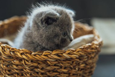 Sevimli Hayvan Portresi. Güzel ve kabarık gri İskoç kat kedi. Bebek İskoç kıvrım gri kedi yavrusu. Bebek hayvan
