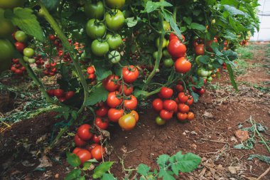 Taze olgun doğal, organik ve lezzetli kırmızı domates bahçe veya sera da bir domates bitkinin asma asılı