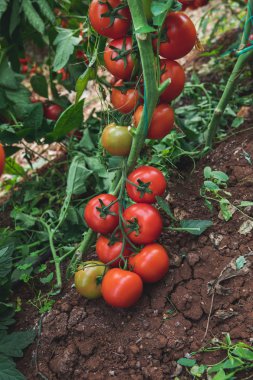 Taze olgun doğal, organik ve lezzetli kırmızı domates bahçe veya sera da bir domates bitkinin asma asılı