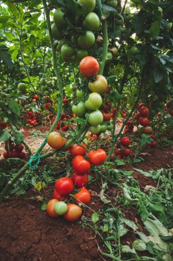 Taze olgun doğal, organik ve lezzetli kırmızı domates bahçe veya sera da bir domates bitkinin asma asılı