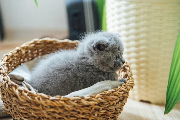 Bonito Retrato Animal Estimação Bonito Fofo Cinza Escocês Dobra Gato — Fotografia de Stock