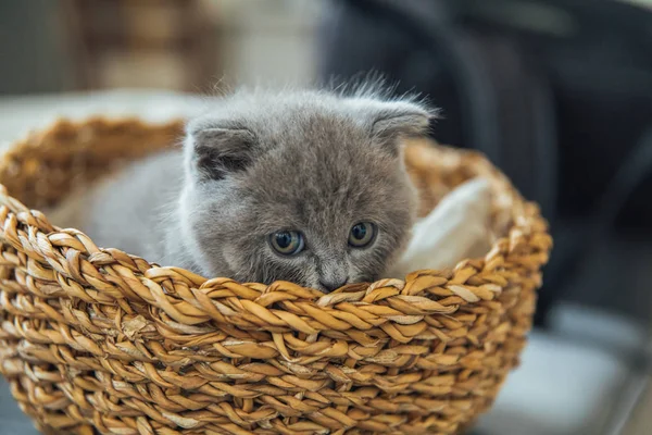 可爱的宠物肖像 美丽和蓬松的灰色苏格兰折叠猫 婴儿苏格兰折叠灰色小猫 婴儿动物 — 图库照片