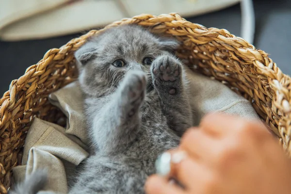 Bonito Retrato Animal Estimação Bonito Fofo Cinza Escocês Dobra Gato — Fotografia de Stock