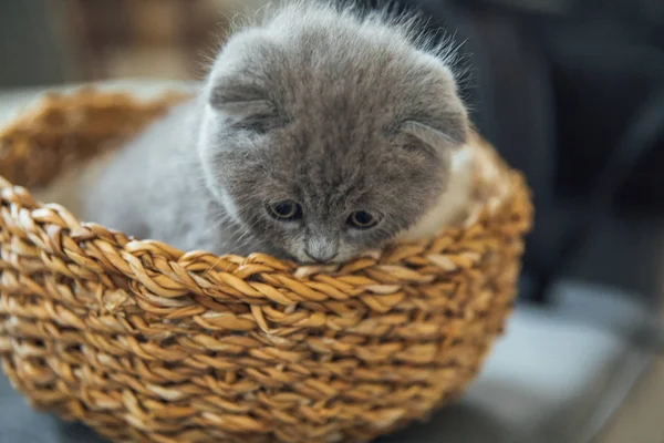 Cute Pet Portrait Beautiful Fluffy Grey Scottish Fold Cat Baby — Stock Photo, Image