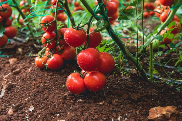 Tomates Vermelhos Naturais Orgânicos Deliciosos Frescos Maduros Pendurados Vinha Uma — Fotografia de Stock