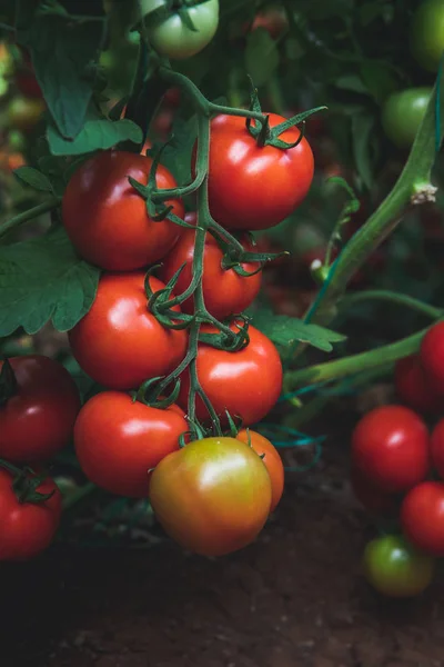 Tomates Vermelhos Naturais Orgânicos Deliciosos Frescos Maduros Pendurados Vinha Uma — Fotografia de Stock