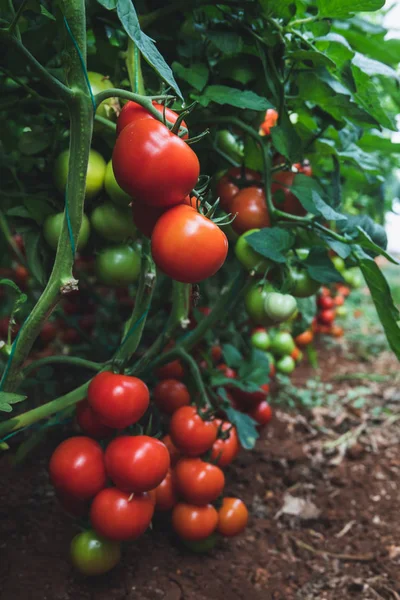Tomates Vermelhos Naturais Orgânicos Deliciosos Frescos Maduros Pendurados Vinha Uma — Fotografia de Stock