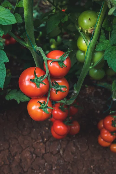 Tomates Vermelhos Naturais Orgânicos Deliciosos Frescos Maduros Pendurados Vinha Uma — Fotografia de Stock